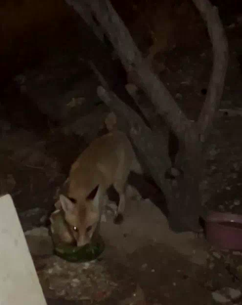 Bayburt’ta tavukların suyuna dadanan tilki aile tarafından beslenmeye başladı