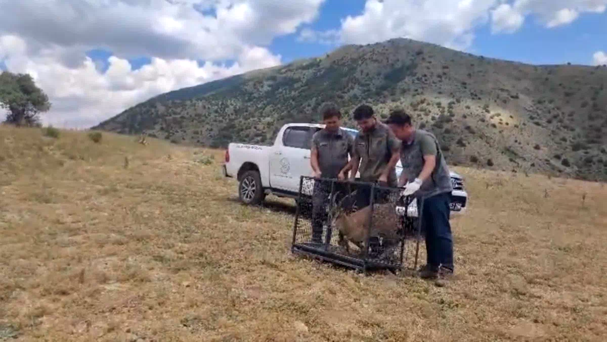 Bayburt’ta tedavisi tamamlanan yaban keçisi yeniden doğaya bırakıldı