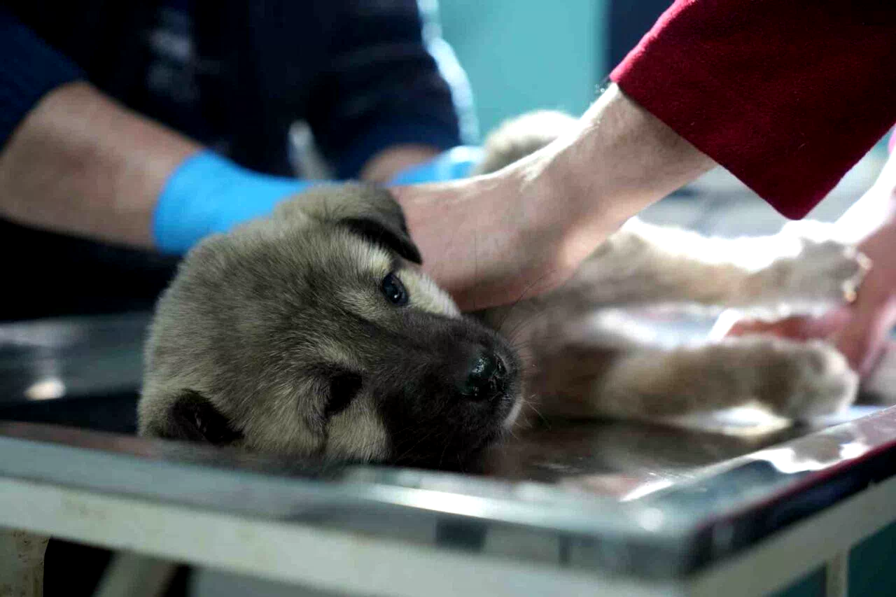 Bayburtlu şoförden insanlık dersi: Başka sürücünün çarpıp kaçtığı yaralı köpeğe umut oldu