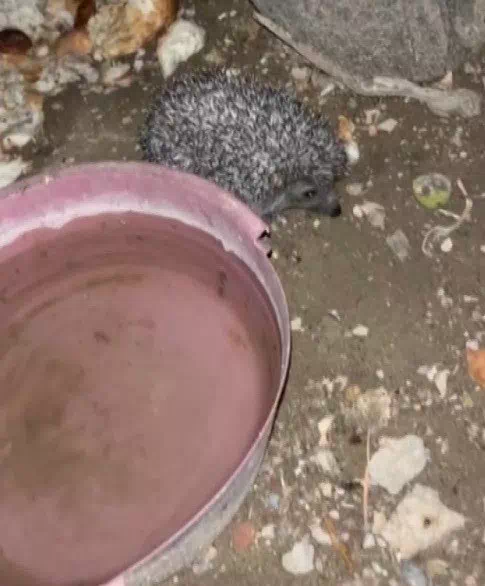 Bayburt’ta tavuklara bırakılan suya önce tilki şimdi de kirpi dadandı