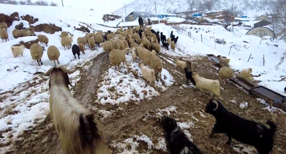 Beyaz örtü altında zorlu yaşam: Erzincan köylerinde kış mesaisi