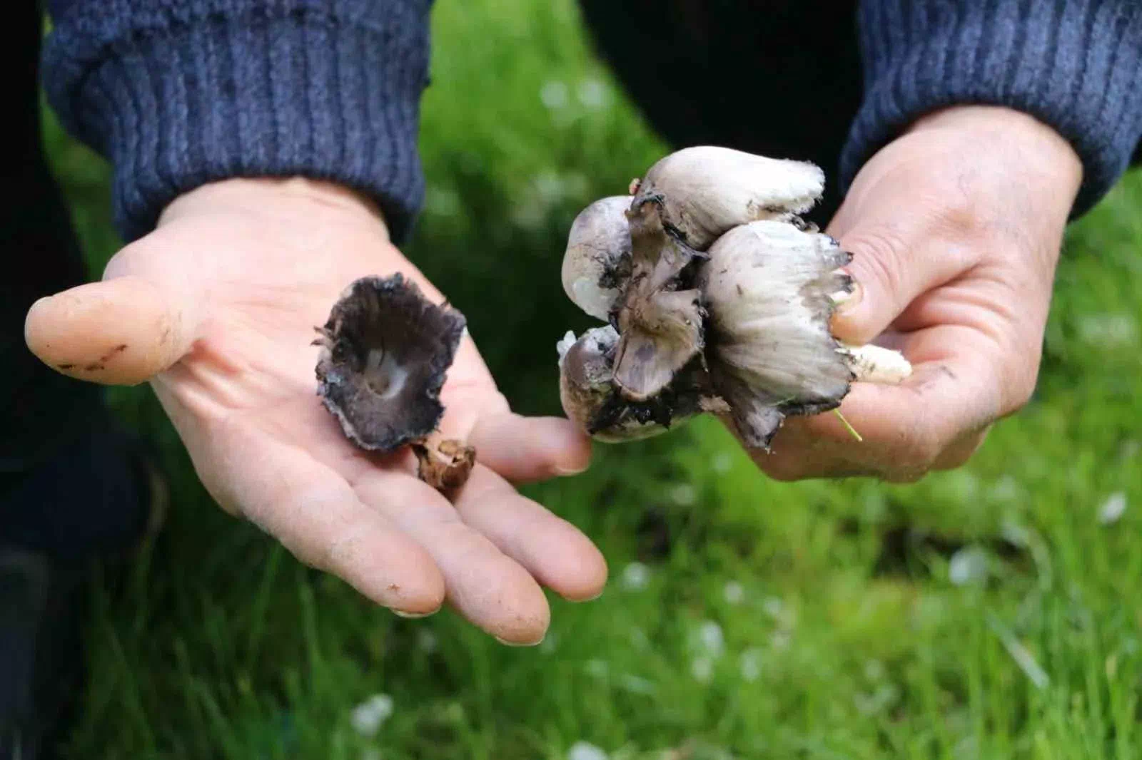 Bilinçsizce Tüketilen Mantarlar Ölüme Neden Olabilir