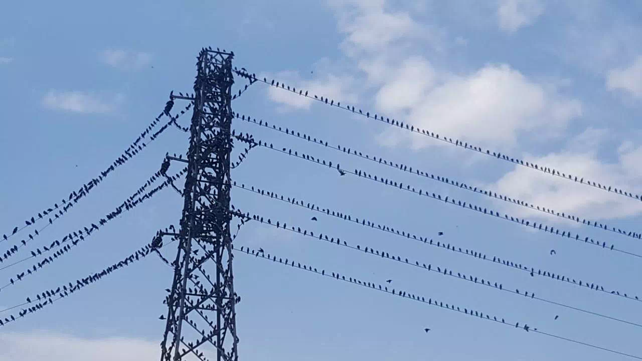 Binlerce kırlangıç telleri doldurdu