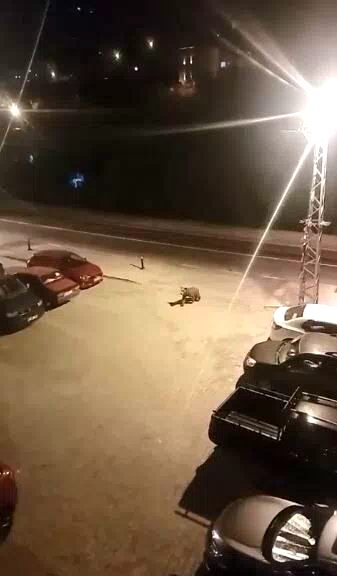 Borçka ilçe merkezine inen ayılar cadde ve sokaklarda dolaştı