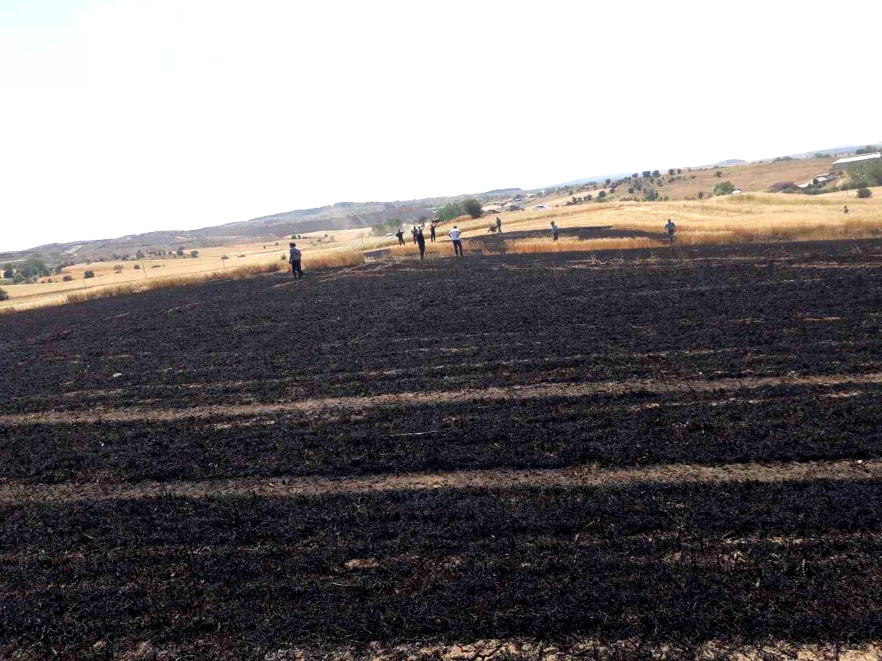 Buğday ekili tarlada çıkan yangında 15 dönüm alan zarar gördü