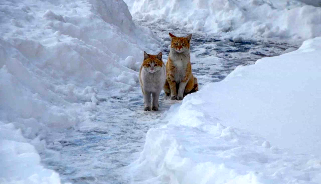 Buzlanma ve dona dikkat