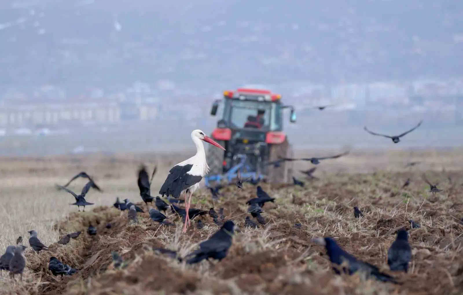 Çiftçilere zirai don uyarısı
