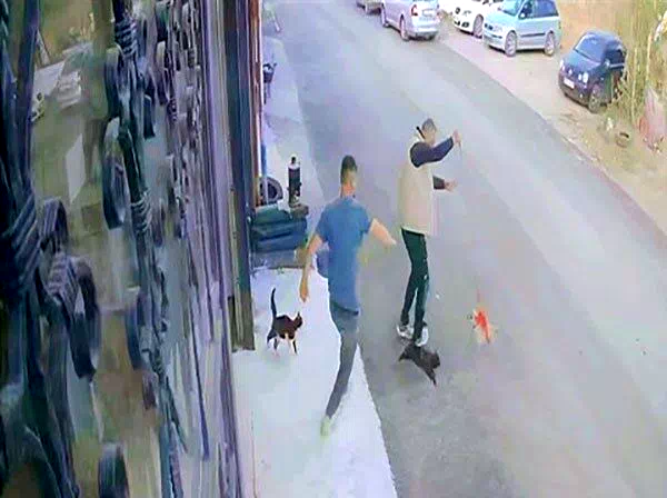 Çılgın kedilerin saldırısı güvenlik kamerasında
