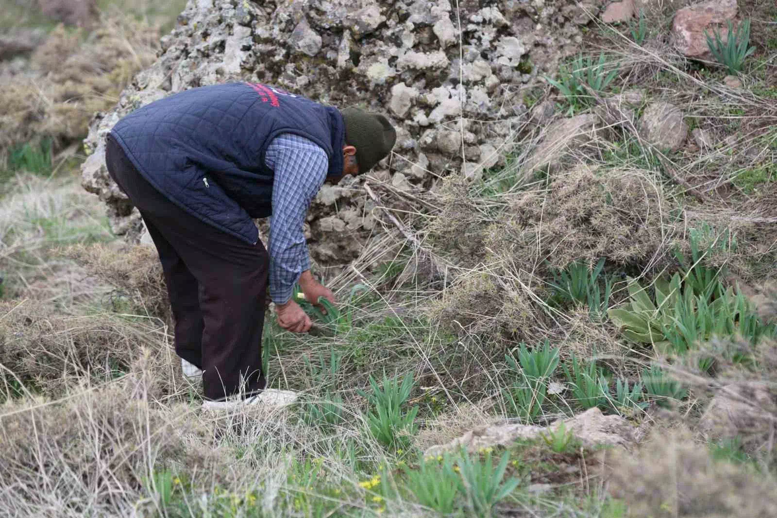 Çiriş Otunun Doğa ve Beslenme Üzerindeki Etkileri Araştırılıyor