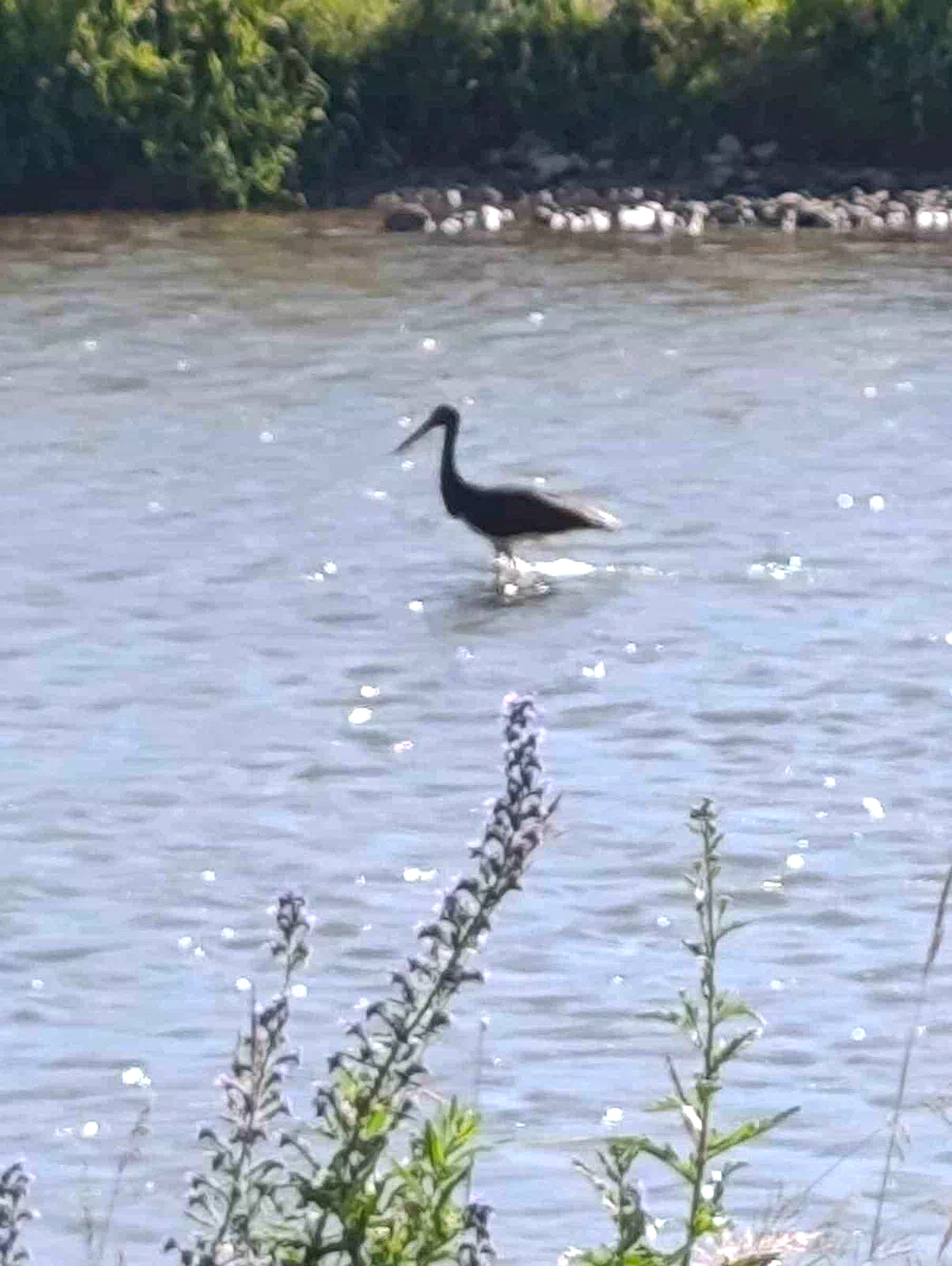 Çoruh Nehri’nde balık avlayan kara leylek kamerada