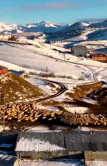 Dağın huzuru, emeğin sesi: İliç’te küçükbaş hayvancılık