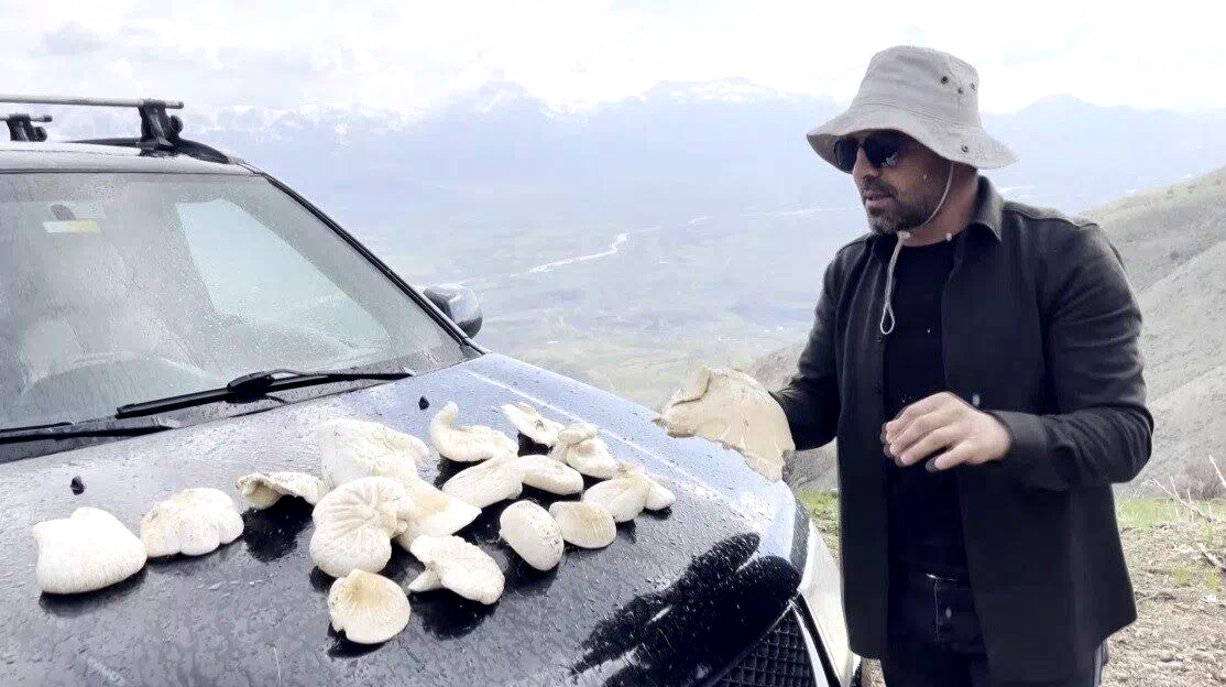 Dağlarda kendiliğinden yetişiyor, kilosu bin 250 TL’den satılıyor