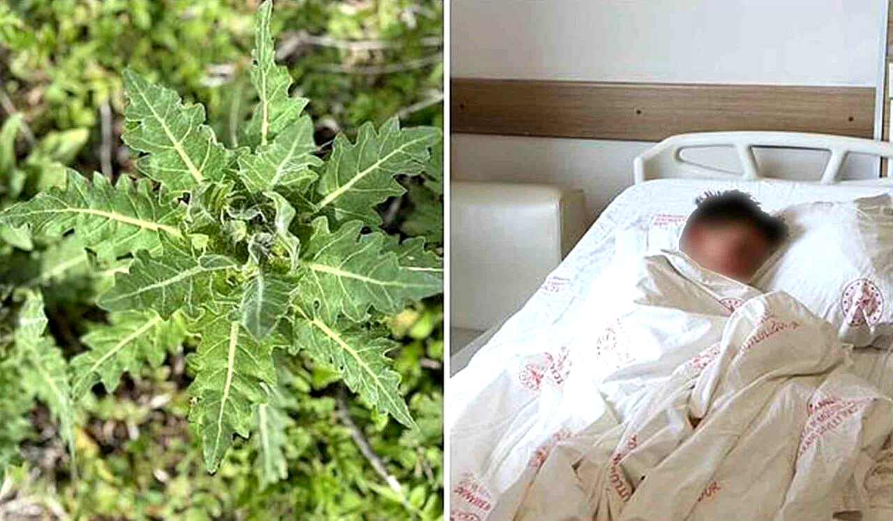 Deli bat bat otu, yanlış tüketildiğinde ciddi zehirlenmelere yol açabiliyor