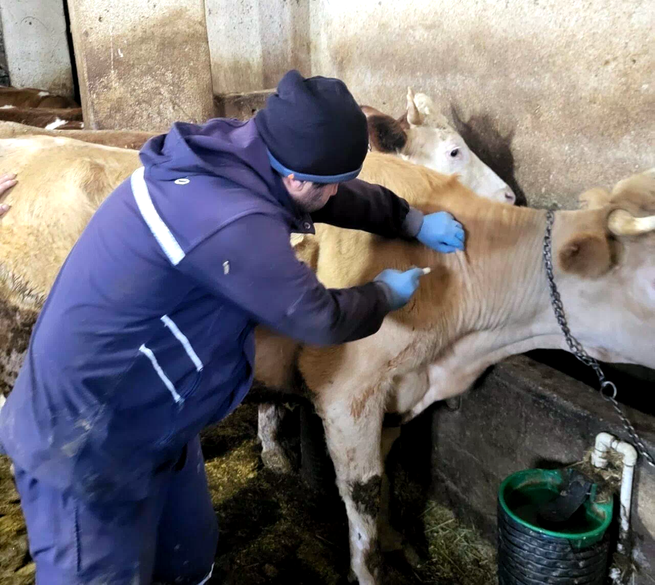 Demirözü’nde aşılama ve küpeleme çalışmaları devam ediyor