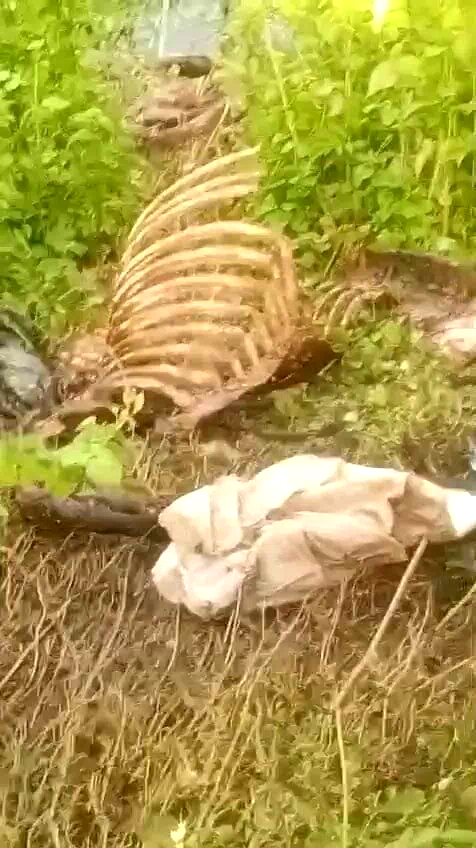 Dere kenarında parçalanmış tek tırnaklı hayvan kemikleri bulundu