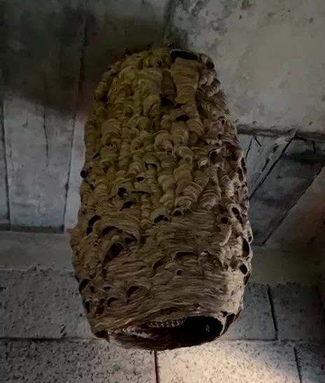 Dev arı yuvası görenleri şaşırttı