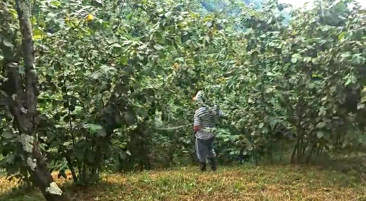 ‘Drakula’ bahçeleri kuruttu, 4 bin 100 dekar alandaki fındık ağaçları söküldü