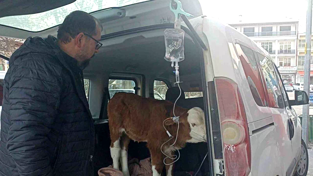 Dumandan zehirlenen 6 günlük buzağıya bagajda acil müdahale