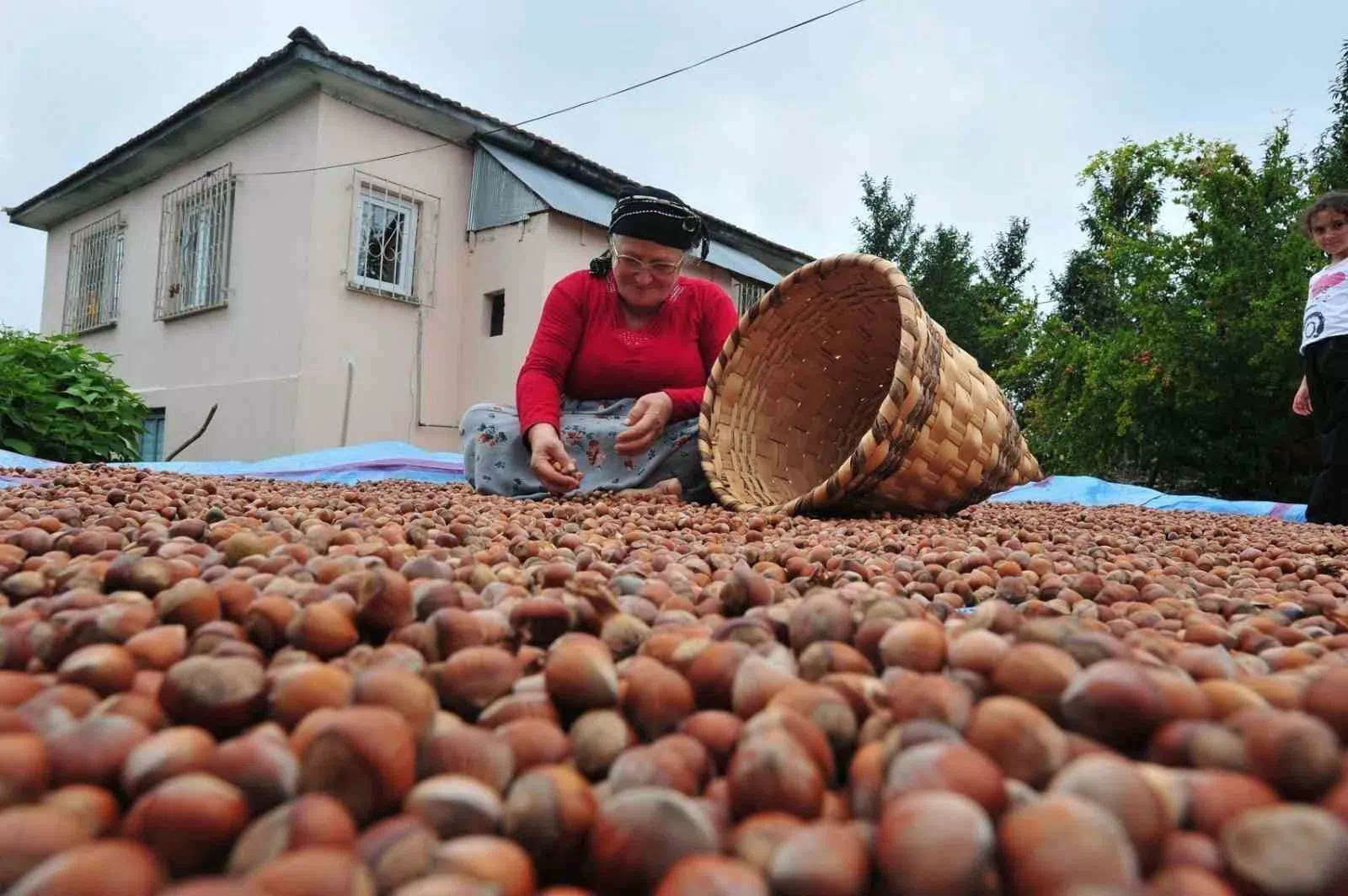 DÜZCE’DEN AB ÜLKELERİNE 5 BİN 422 TON FINDIK İHRAÇ EDİLDİ
