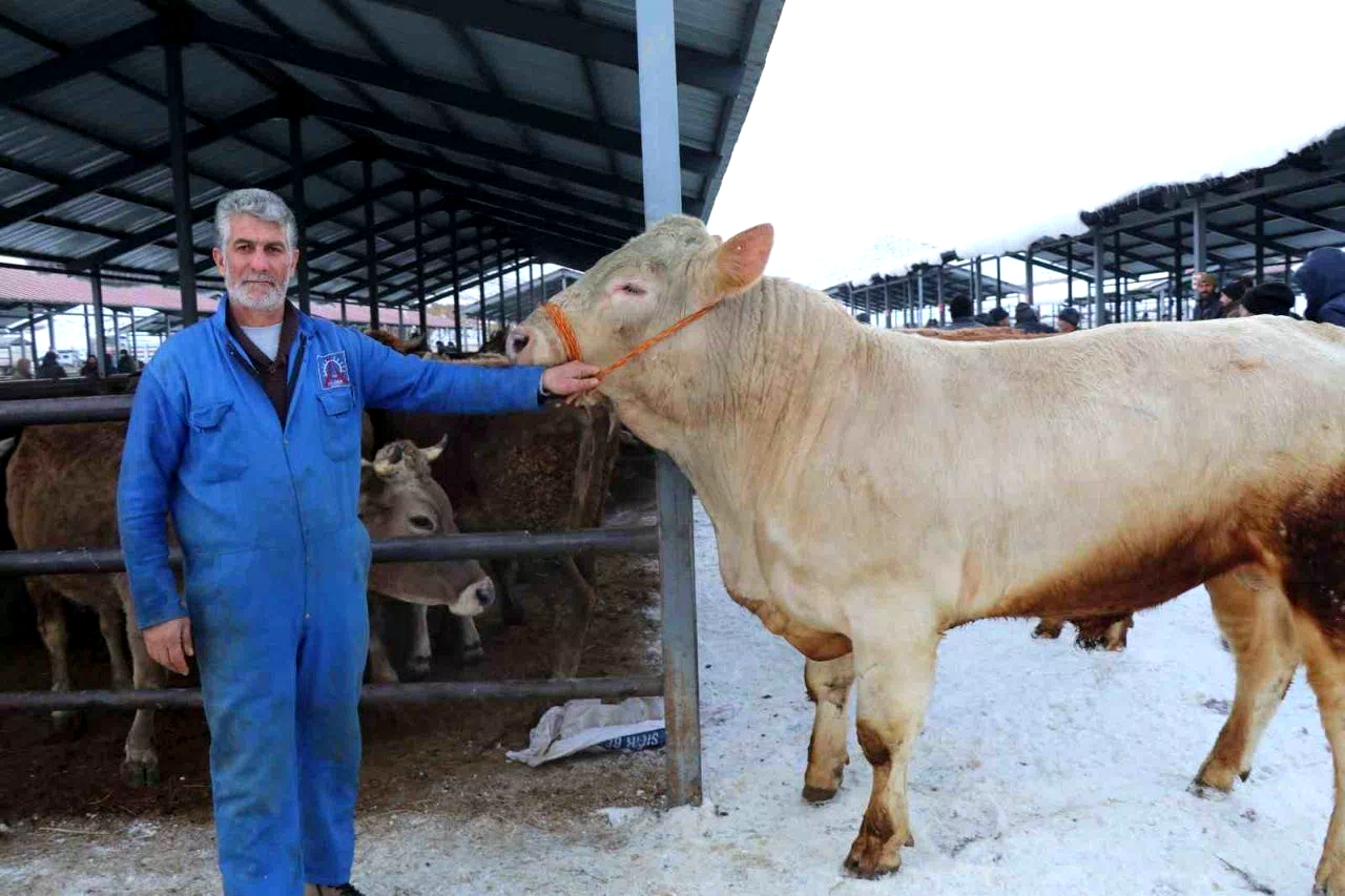 Eksi 15’de hayvan pazarı kuruldu