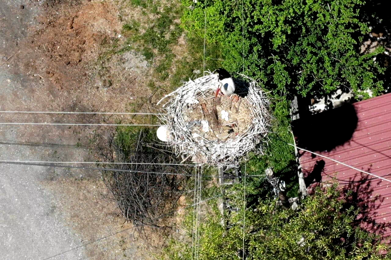 Elektrik direğindeki yuva 23 yıldır leylek ailesine ev sahipliği yapıyor