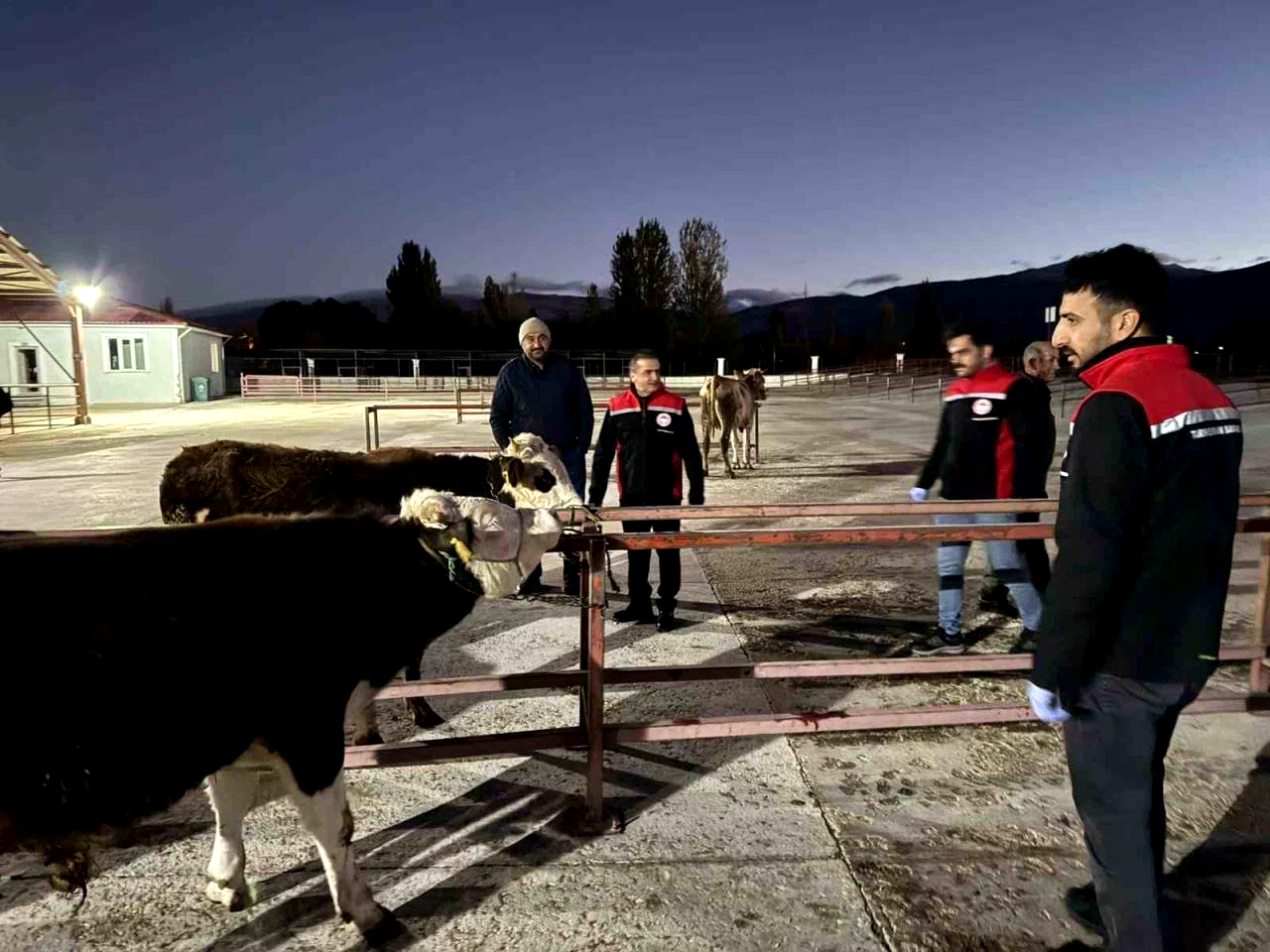 Erzincan canlı hayvan pazarı yeniden açıldı
