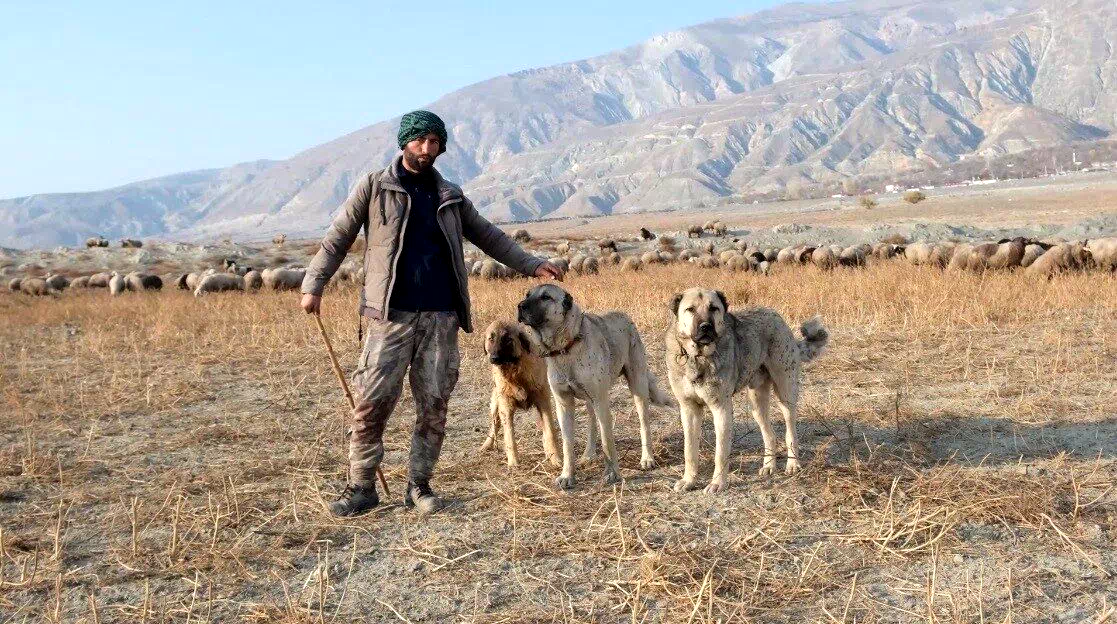 Erzincan’da 100 bin lira maaşla çoban bulamayan besici derdini Valiye anlattı