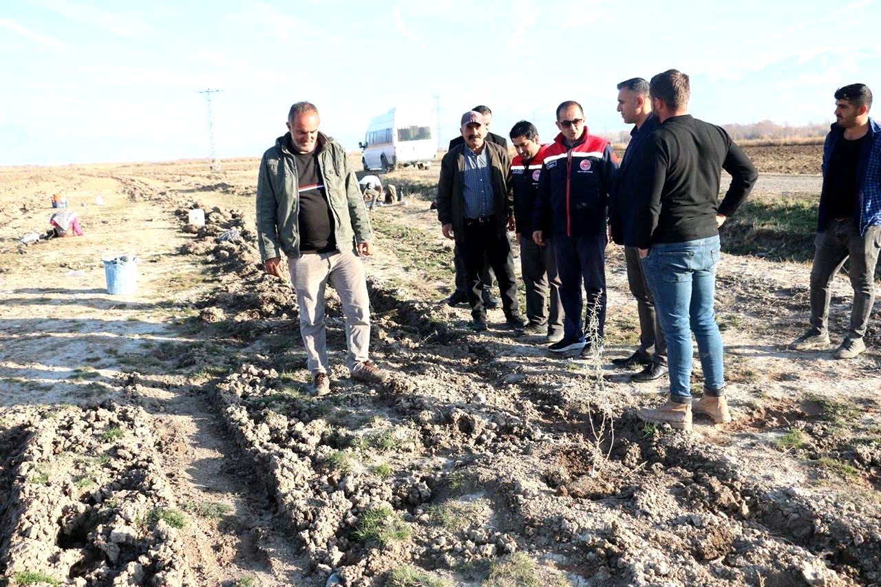 Erzincan’da 111 bin tuz çalısı toprakla buluşturuldu