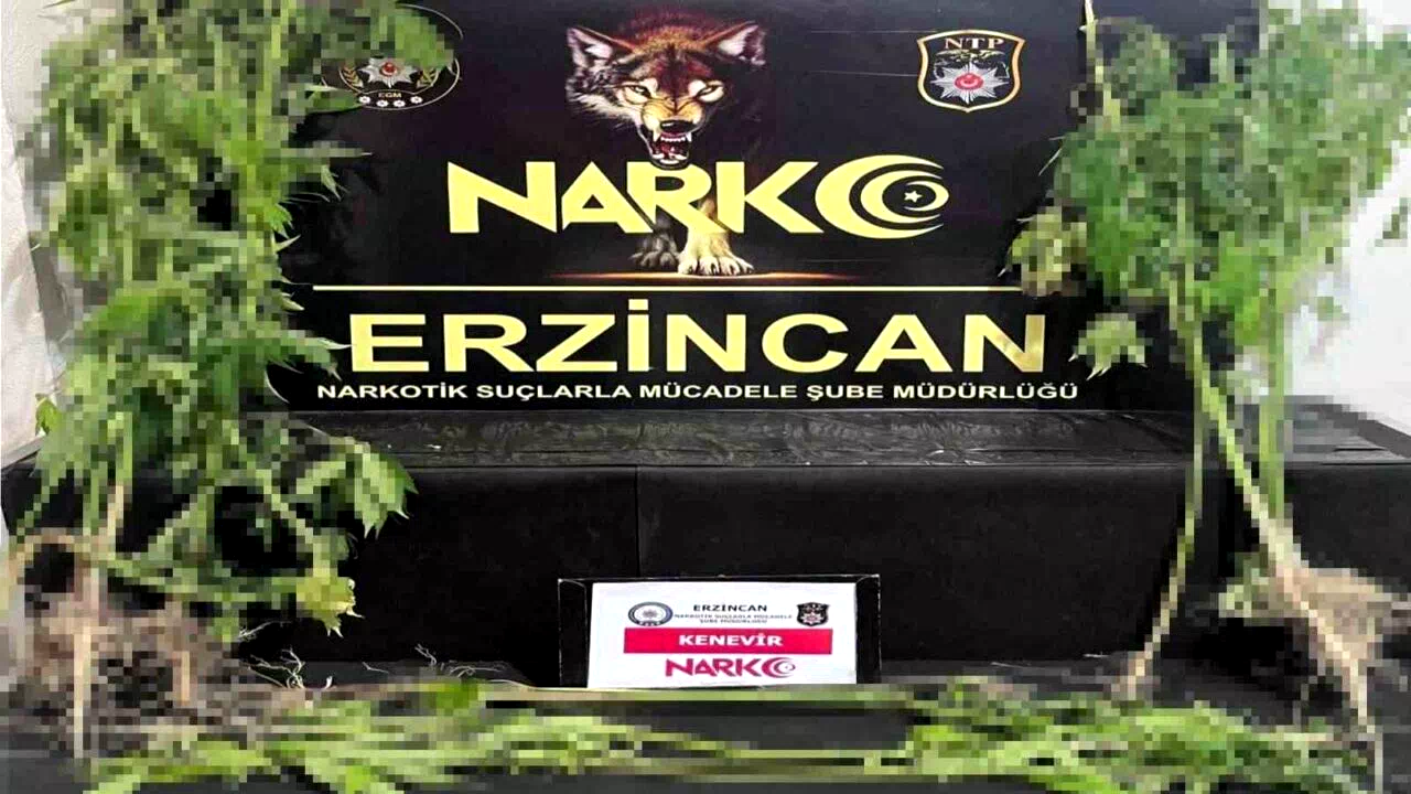 Erzincan’da 15 kök kenevir bitkisi ele geçirildi