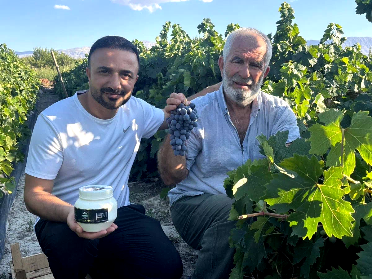 Erzincan’da 200 yıllık bağlarda Cimin Üzümü hasadı başladı