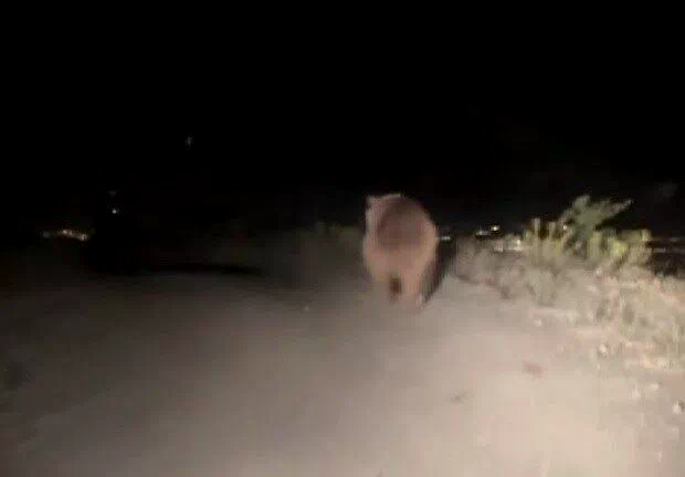 Erzincan’da boz ayı yola indi