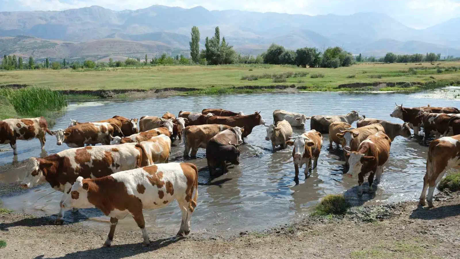 ERZİNCAN’DA BÜYÜKBAŞ HAYVAN SAHİPLERİ ÇOBAN BULMAKTA ZORLANIYOR