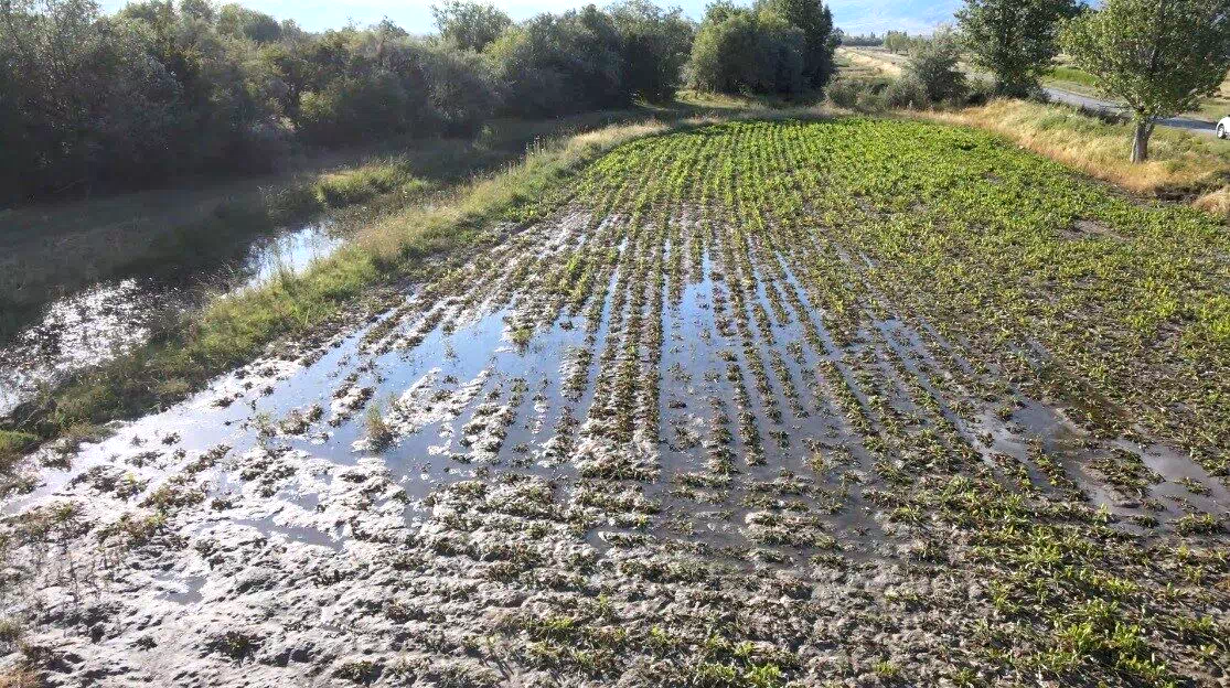 Erzincan’da çiftçilerin kanal isyanı: “Bir senenin emeği sular altında kaldı”