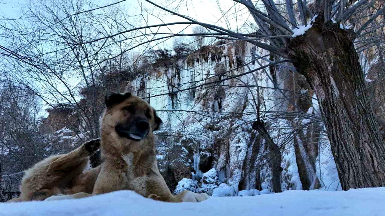 Erzincan’da doğa dondu, Girlevik Şelalesi buz kesti