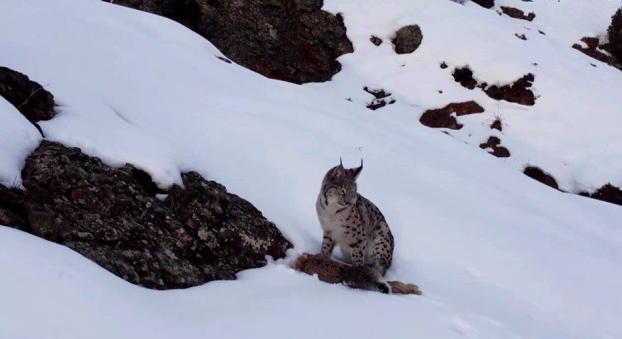 Erzincan’da “Doğadaki Kız” nesli tükenme tehlikesi altındaki vaşağı görüntüledi