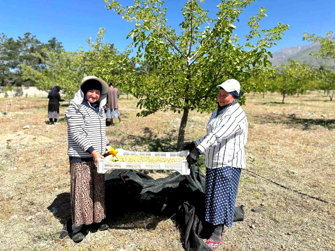 Erzincan’da dut hasadına başlandı