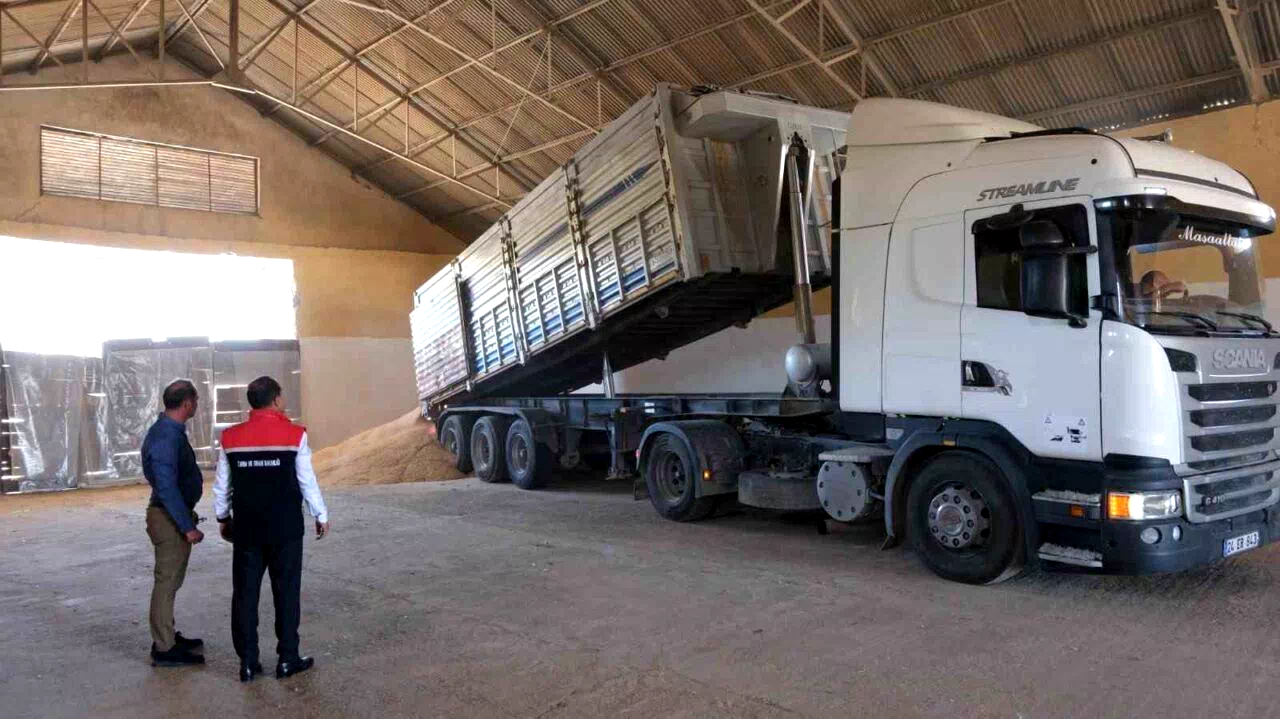 Erzincan’da hububatta ilk hasat başladı