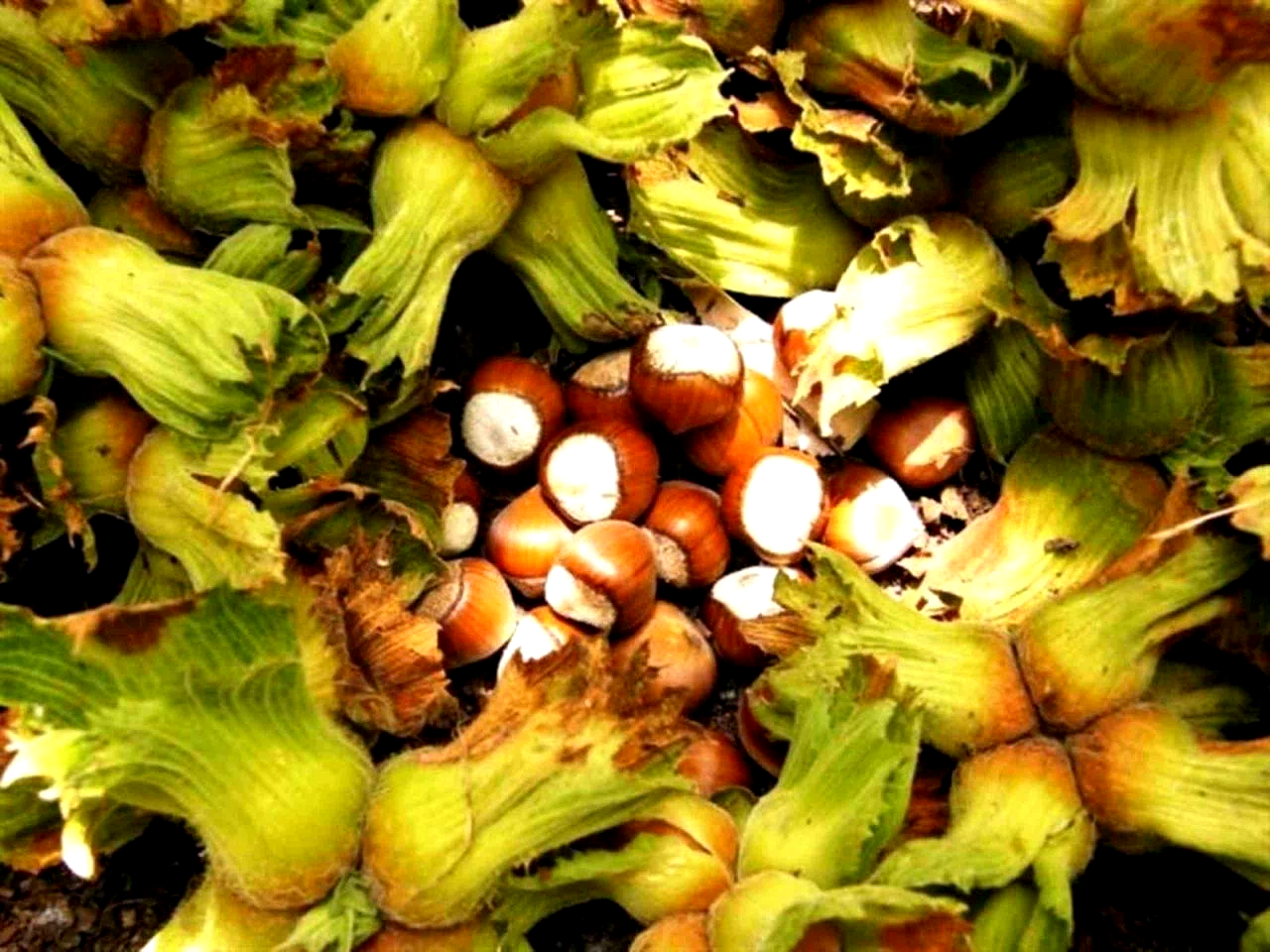 Erzincan’da ilk kez yetiştirdi,1 ton ürün bekliyor