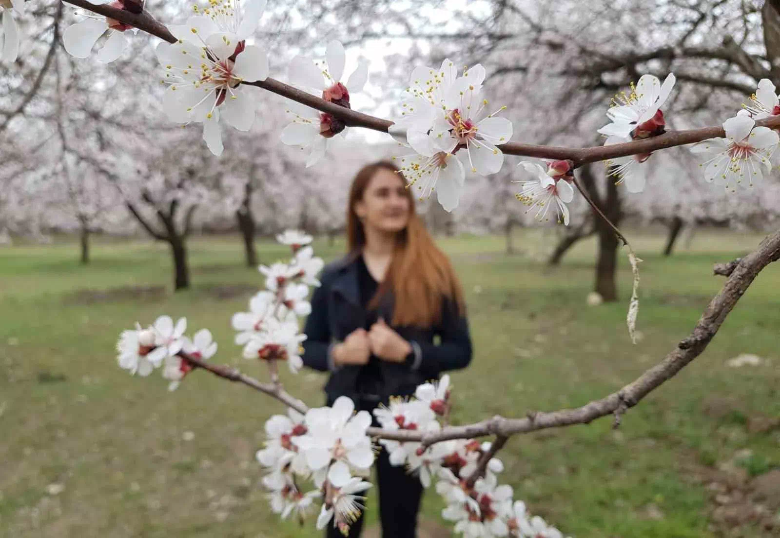ERZİNCAN’DA KAYISI AĞAÇLARININ RENK CÜMBÜŞÜ – HABER