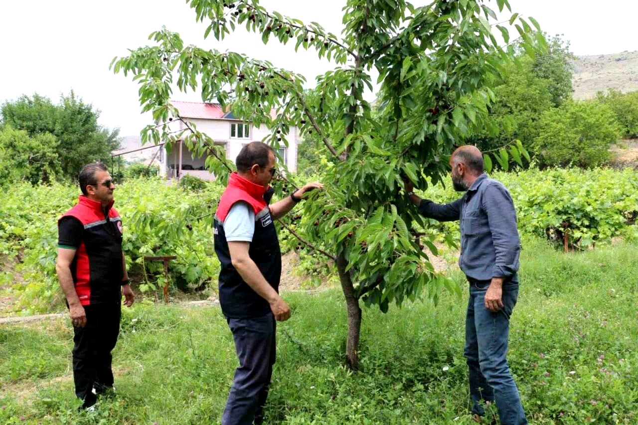 Erzincan’da kiraz hasadında bereketli sezon