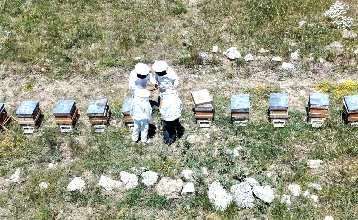 Erzincan’da kovanlar bal doldu, arıcılar hasadı bekliyor