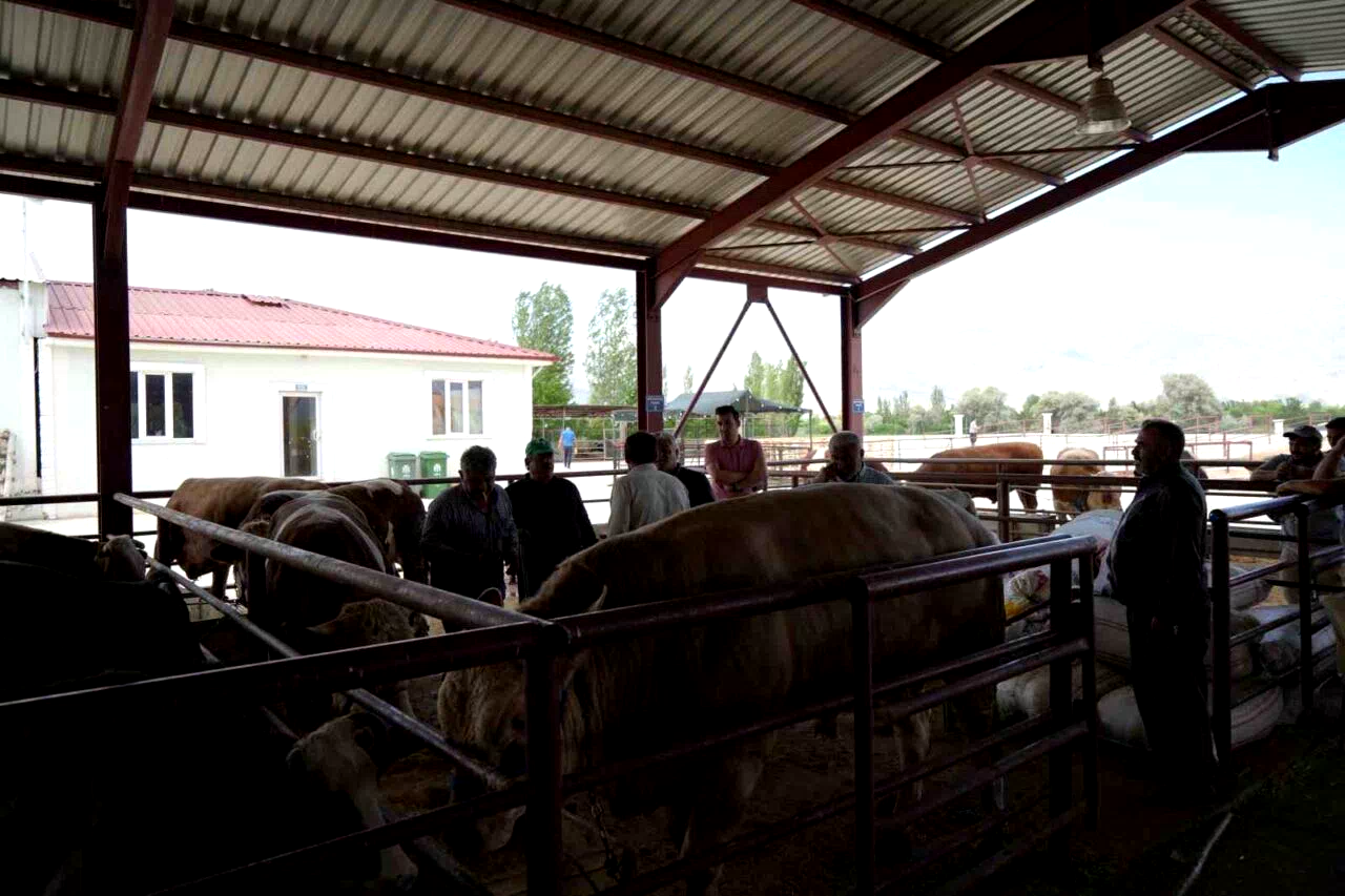 Erzincan’da Kurban Bayramı hareketliliği başladı: Hayvan pazarı sıkı pazarlıklara sahne oldu