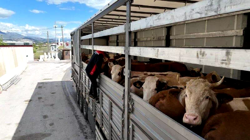 Erzincan’da kurbanlık sevkiyatına sıkı denetim