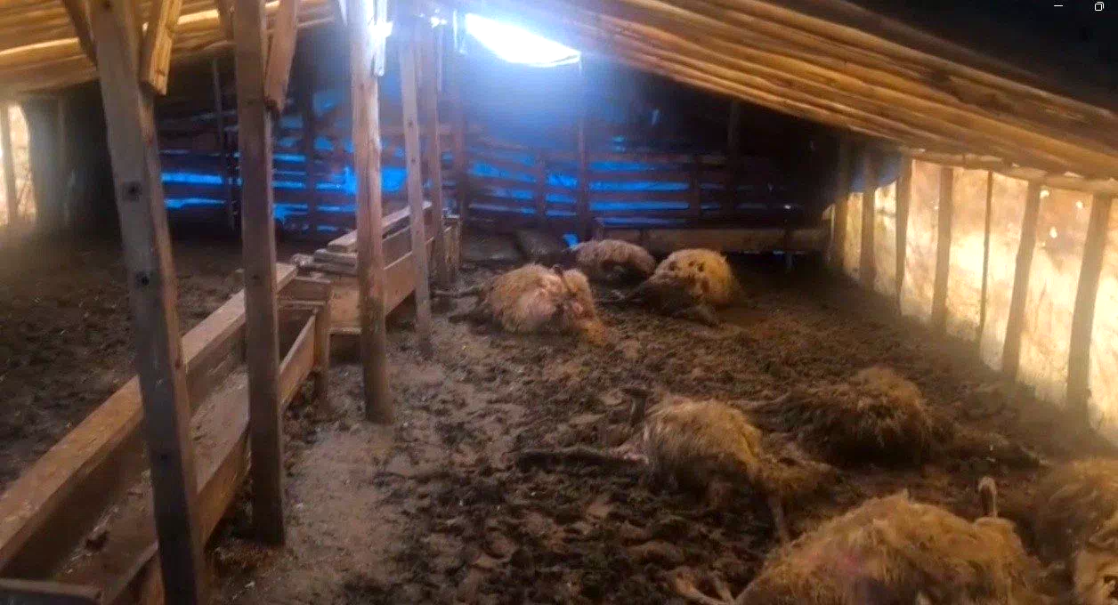 Erzincan’da kurtlar ahıra girdi: 10 koyun telef oldu, 10 koyun yaralandı