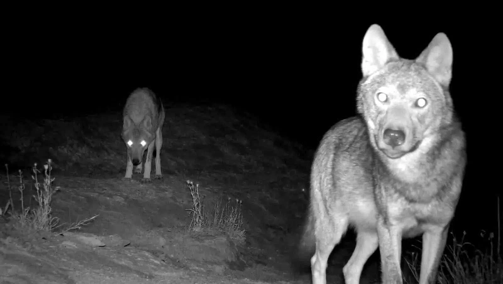 Erzincan’da Kurtlar Köye İndi: Köylüler Gece Gündüz Nöbet Tutuyor!