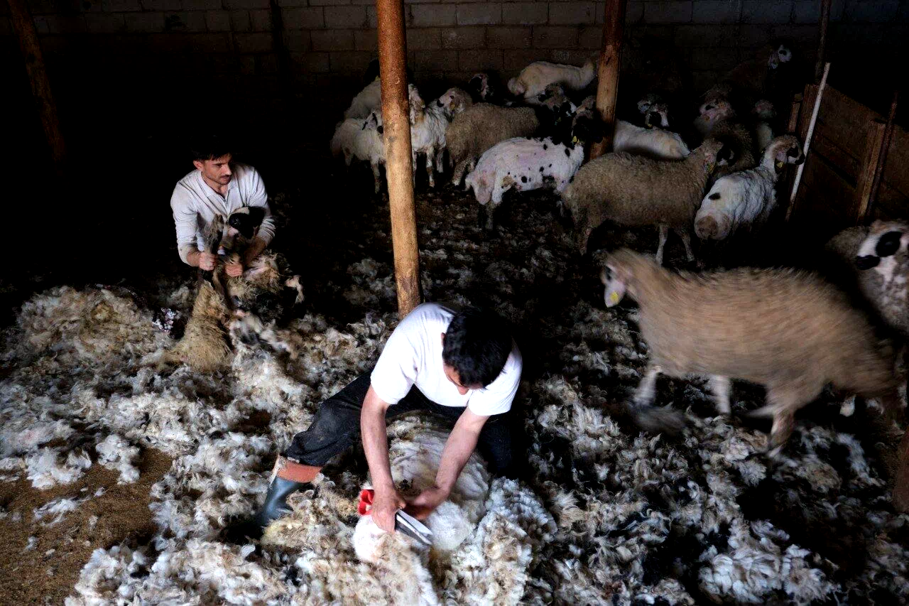 Erzincan’da kuzu kırkım sezonu başladı