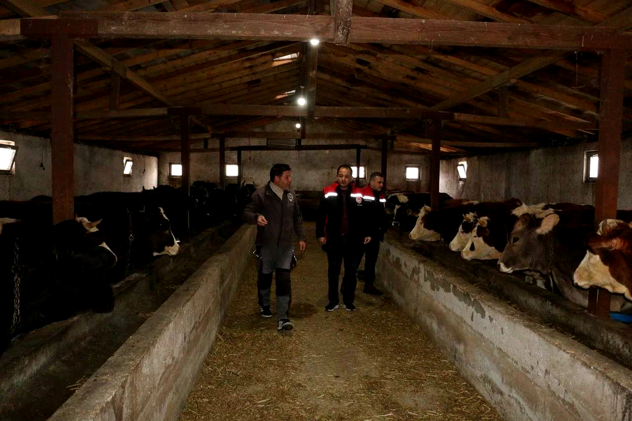 Erzincan’da manda yetiştiriciliği için araştırmalar sürüyor