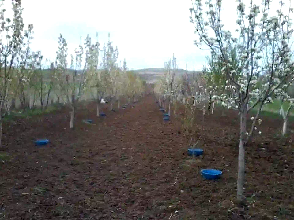 Erzincan’da meyve bahçelerinde baklazınnı mücadelesi