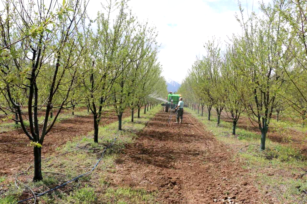 Erzincan’da meyve üreticilerine yağış sonrası ilaçlama uyarısı