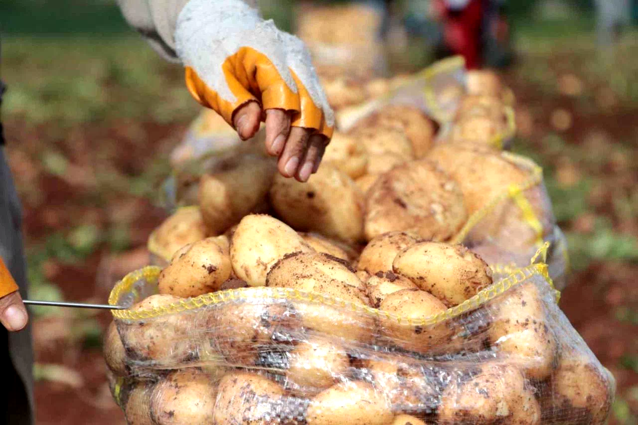 Erzincan’da patates hasadı başladı